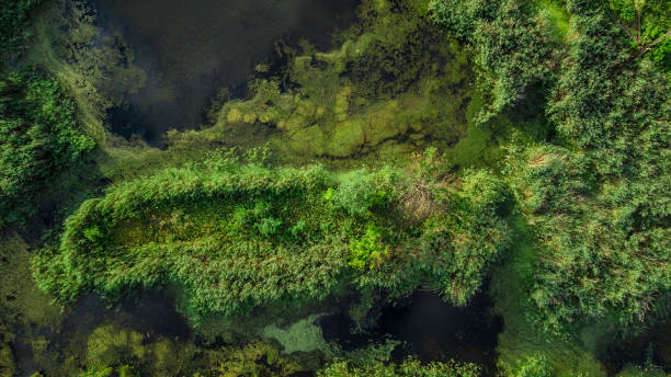 istock Drone photo over swamp with green trees 1784501743