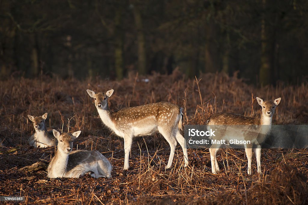Herd of fallow deer does in forest landscape Herd of fallow deer in forest landscape Animal Stock Photo