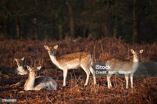 Herd Of Fallow Deer Does In Forest Landscape Stock Photo - Download Image Now - Animal, Animal Wildlife, Animals In The Wild