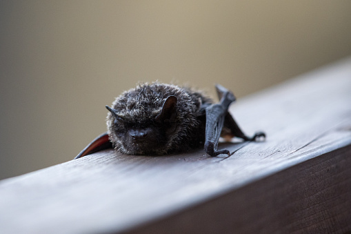 Bat on a wooden handrail.