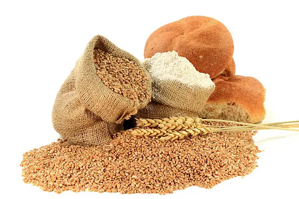 Major Ingredients for manufacturing bread ? Raw Wheat Kernel spilled and in Burlap Bag, Wheat Flour in Burlap Bag and Wheatear over Kernels in front of Pile Whole Whit Buns isolated over white.