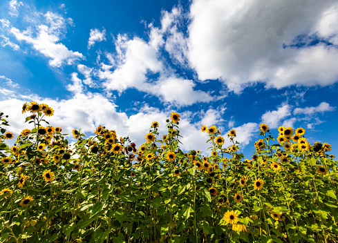 Sunflower field with blue sky and cumulus clouds