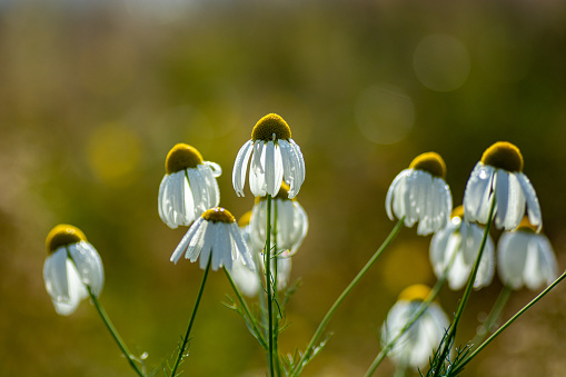 Chamomile flower wild in the meadow with dew drops on the petals