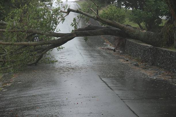 Trees fallen across road during  tropical cyclone Oswald BRISBANE, AUSTRALIA - JANUARY 27 : Trees fallen across road during  tropical cyclone Oswald on January 27, 2013 in Brisbane, Australia cyclone rain stock pictures, royalty-free photos & images