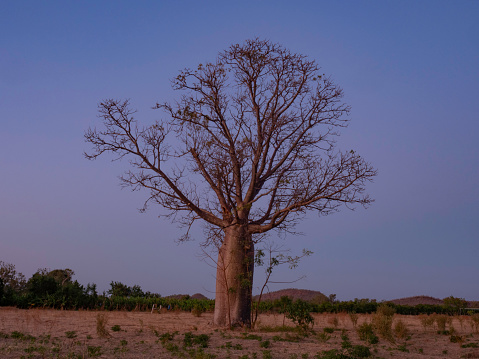 Single Boab tree at sunrise in the Kimberly Western Australia