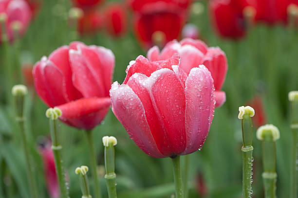 istock Tulip at Copley Square after rain 178450905
