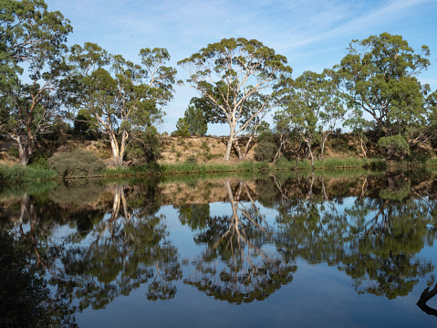 River reflections early morning on the Wimmera River in rural Victoria