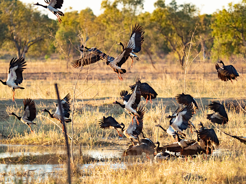 Startled geese taking off in the Kimberley