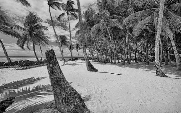 istock Tropical landscape in black and white 178451377