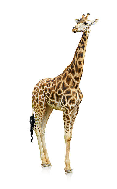 istock Potrait Of A Giraffe 178451394