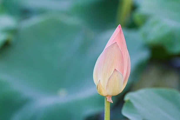 istock pink lotus flowers 178451538