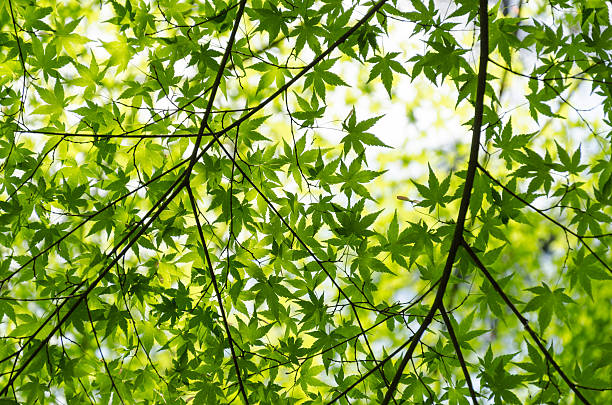 Fresh Green Maple stock photo