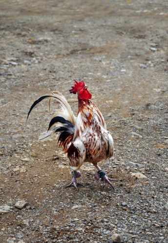 game-cock, cockfighting - traditional entertainment in the Dominican Republic