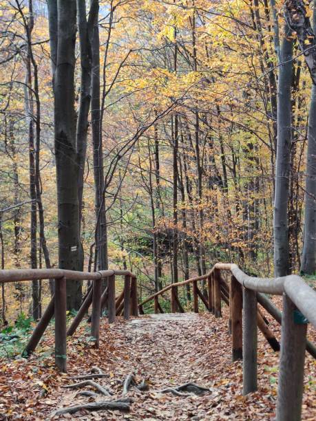 istock Magical autumn in a forest full of leaves 1784518921