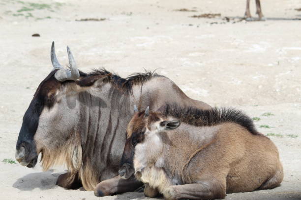 istock Wildebeest with her baby lying on the ground 1784520011