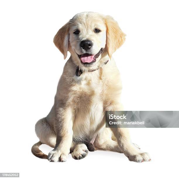 Lab Puppy Stock Photo - Download Image Now - Animal, Animal Hair, Canine - Animal