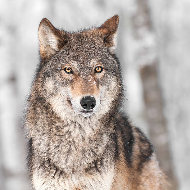 Grey Wolf (Canis lupus) with One Ear Back stock photo