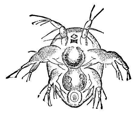 A cyclops copepod nauplius larva. Vintage etching circa 19th century.