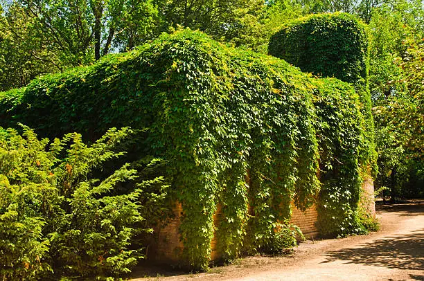 old water tower sheeted a green vineyard