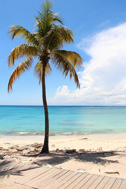 Beach and palm tree stock photo