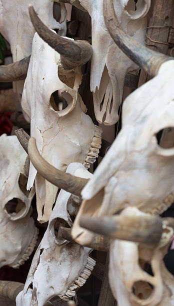 istock Group of bull skulls as a background 178452699