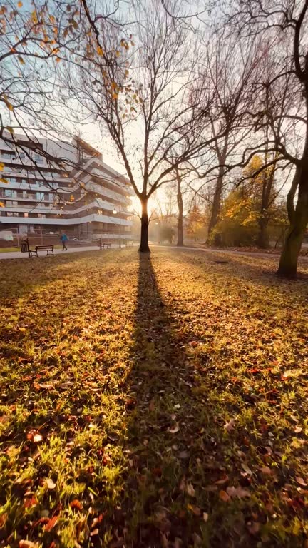 Tree Shadow in Park, Morning, Sunshine