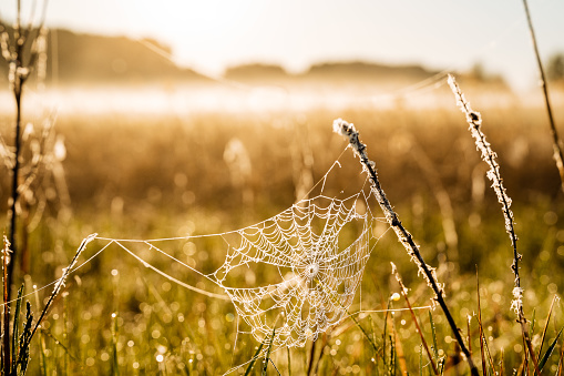 A web with dew between meadow blades of grass, dew sparkles due to the sun's rays. The meadow is covered with a light fog. High quality photo