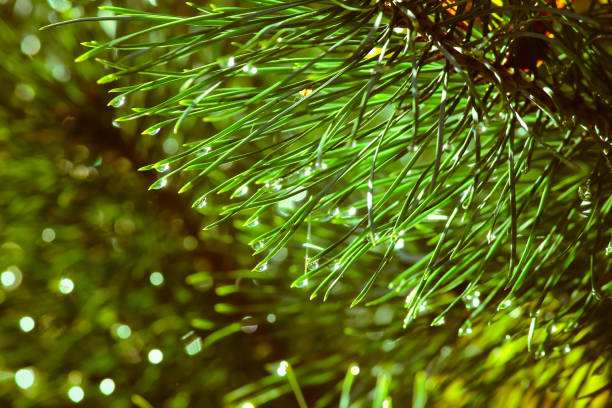 close-up photo of dew drops on pine needles. - snow leaf branch winter imagens e fotografias de stock