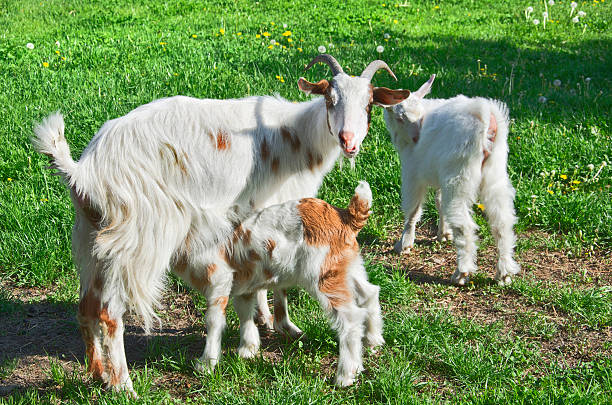istock Rural scene with mother goat nursing her baby 178453267
