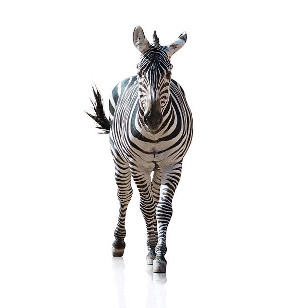 istock Portrait Of A Zebra 178453537
