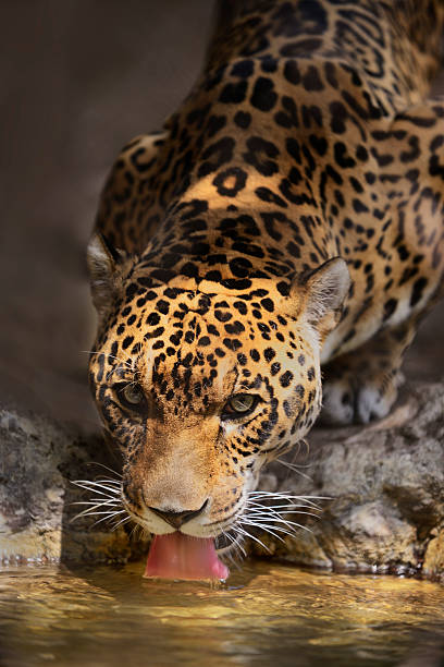 Jaguar Jaguar drinking water. big cat stock pictures, royalty-free photos & images