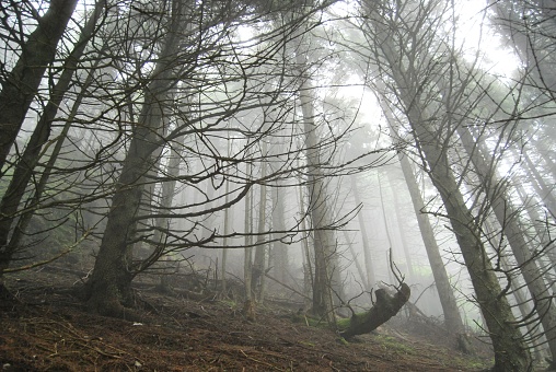 A silhouette of a person riding a horse through a dense, foggy forest