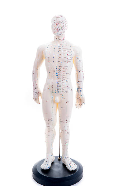 acupuncture Learning acupuncture must be in such a acupuncture practice on the model acupuncture model stock pictures, royalty-free photos & images