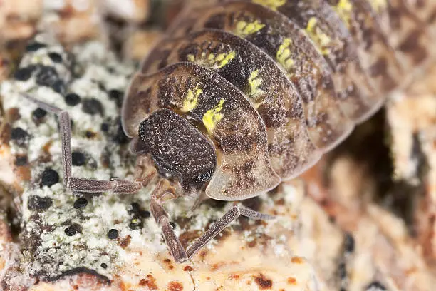 Woodlouse, extreme macro close-up with high magnification