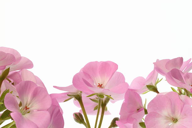 Background of the pink geranium stock photo