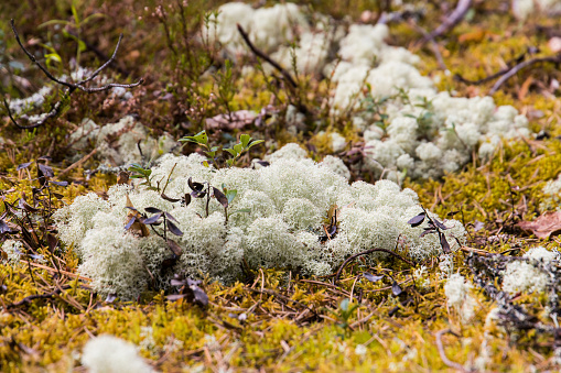 Fluffy lichen on a forest floor, Rokua Nationalpark in Finland