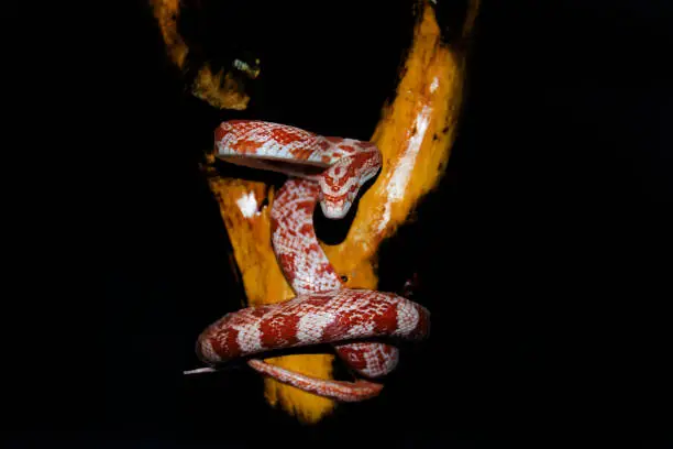 Photo of Albino corn snake - (Pantherophis guttatus)