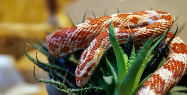 Photo of Albino corn snake - (Pantherophis guttatus)