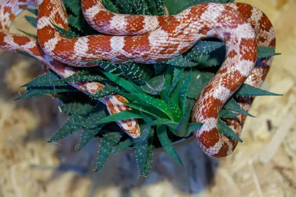 Photo of Albino corn snake - (Pantherophis guttatus)