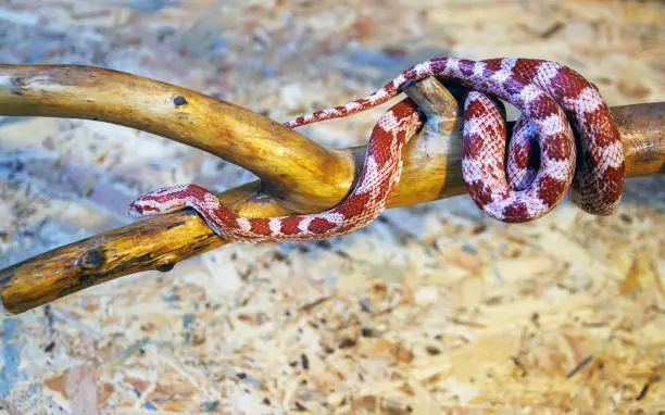 Photo of Albino corn snake - (Pantherophis guttatus)