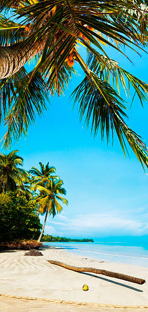 Plage tropicale idyllique - Photo