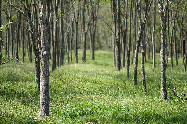 Acacia forest stock photo