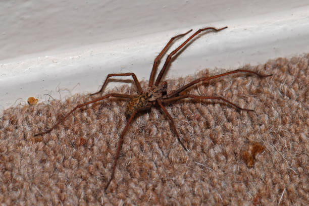Giant house spider, Eratigena atricia
