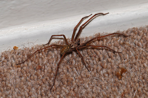A male Giant House spider on a bedroom carpet and close to the wall. A close-up and very well focussed image with copy space.
