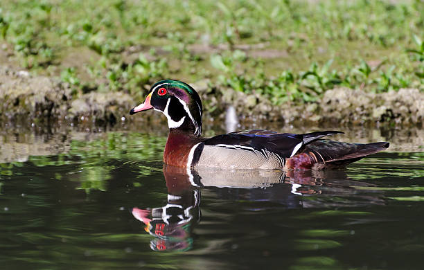 istock Wood duck (Carolina), male 178455064