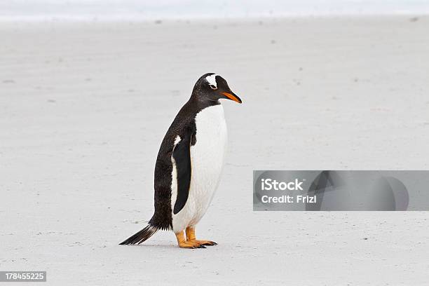 Photo libre de droit de Manchot Papou Îles Falkland banque d'images et plus d'images libres de droit de Adulte - Adulte, Blanc, Camouflage