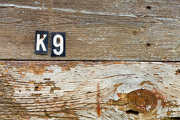 istock Weathered wooden boards with K9 sign attached 178455399
