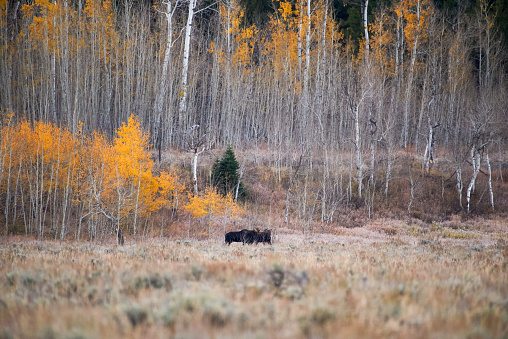 Two bull moose playfully spar with each other among the autumn colored aspen at Grand Teton National Park.
