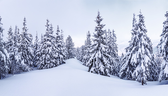 Snowy Trees and clear sky at the winter time