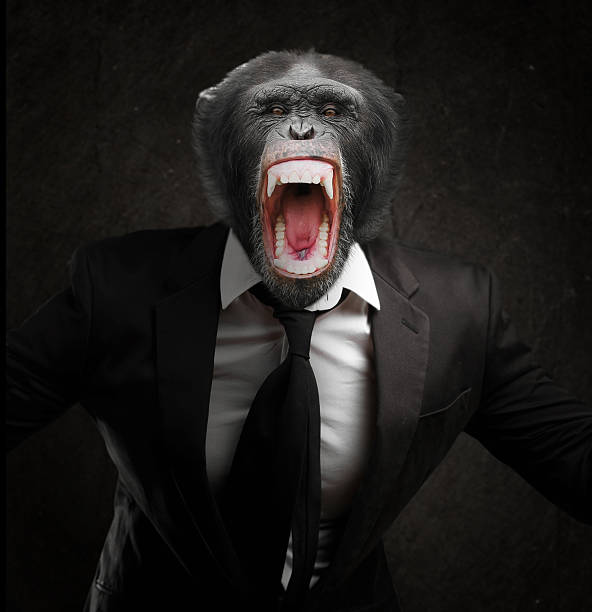 Frustrated Monkey In Business Suit Frustrated Monkey In Business Suit Isolated On Black Background angry monkey stock pictures, royalty-free photos & images